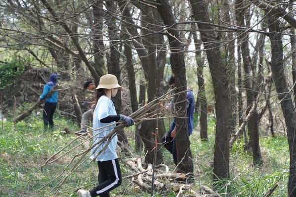 移除銀合整理林地環境歡 嘉義大學打造好美漁村公園保安林新樣貌