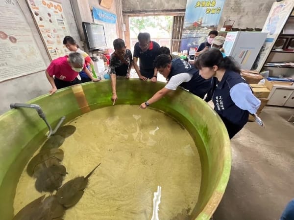 鱟總是一公一母成對出現長相廝守不分離 嘉義縣府情人節訂為「鱟保育日」