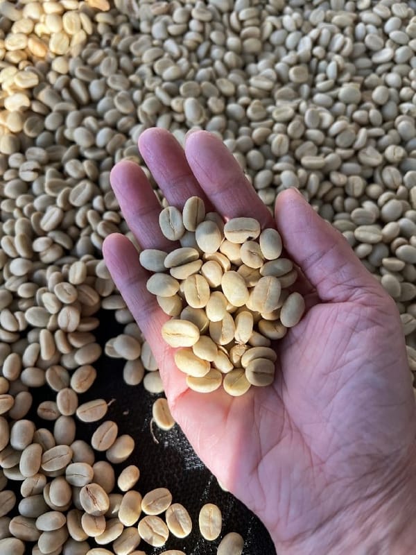 阿里山超過43年的老茶廠 柏香咖啡莊園-以茶起家 養育三代人
