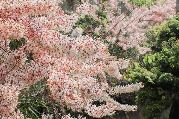 四月盛開浪漫粉花 嘉義縣阿拉伯粉紅村3000株粉紅花旗木盛開