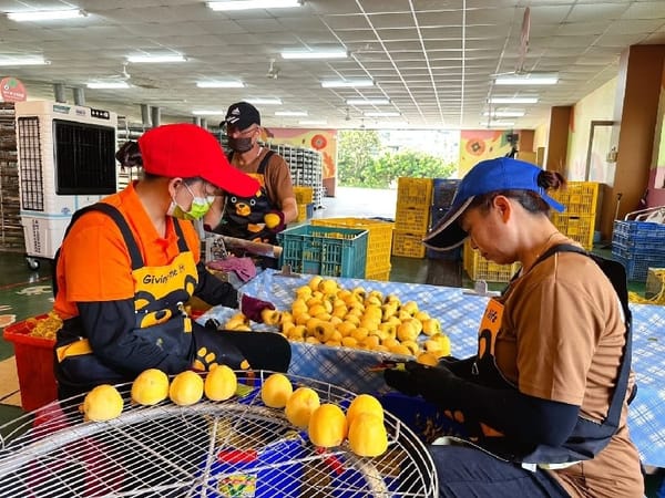 開啟新一年度的柿餅加工季 嘉義縣番路鄉農會柿餅加工坊 開柿大吉！