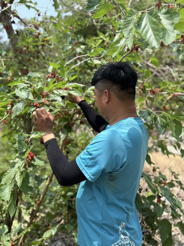 萬里長城採果趣 園區種桑椹免費現採現吃